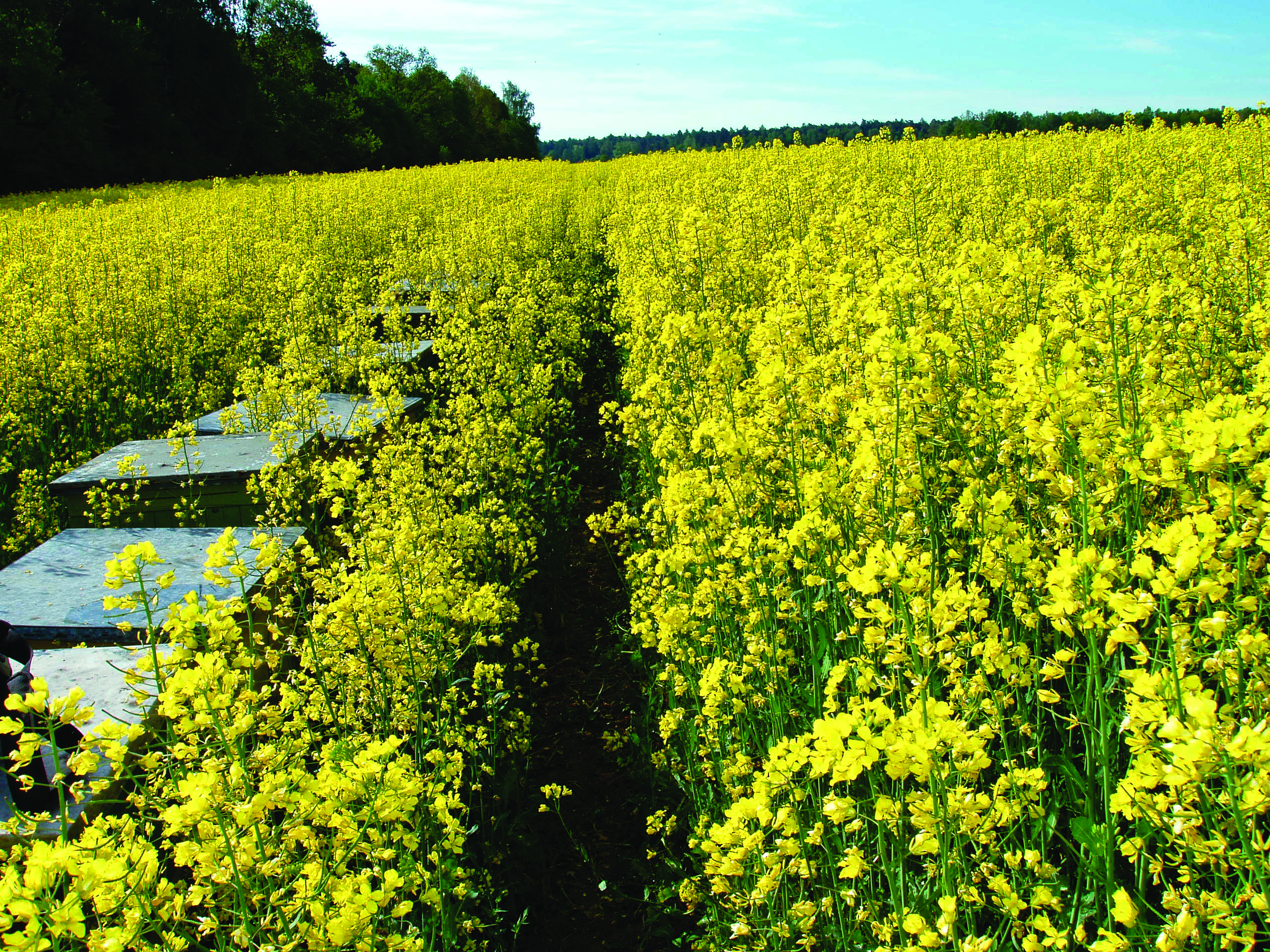 Rzepak ważną rośliną pszczelarską. Pożytek pszczeli od wiosny do jesieni